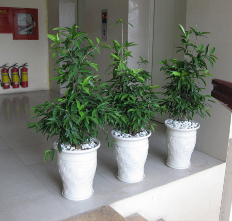 Cây trúc Nhật