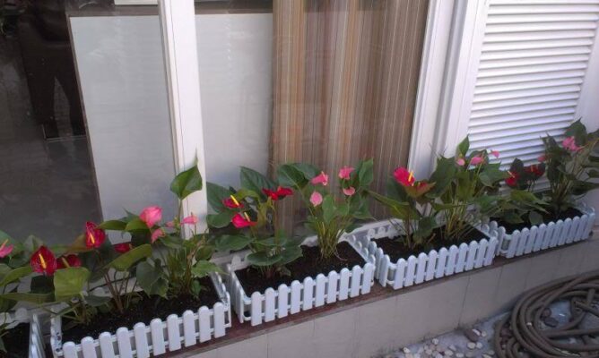 Đất dinh dưỡng Tribat trồng rau
